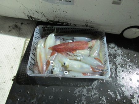 ジギング船 BLUEWATER 釣果