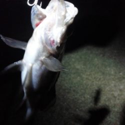 エラがかり、ボラばかり