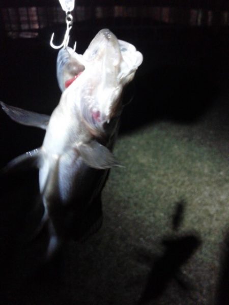 エラがかり、ボラばかり