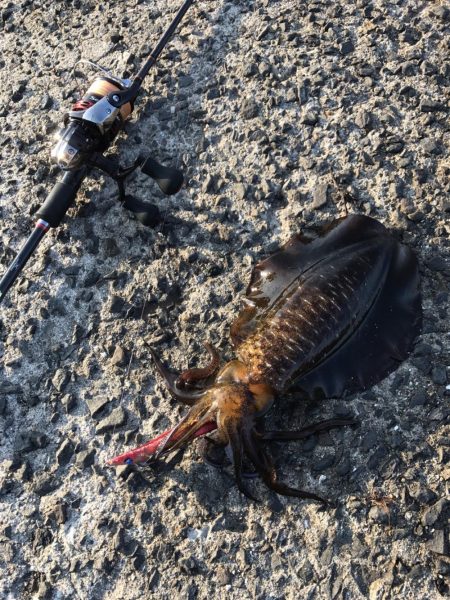 濁り水潮のなかエギング