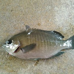 弁天島 エサ釣り