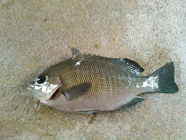 弁天島 エサ釣り