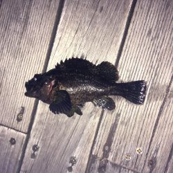 ガシラ釣りが！！