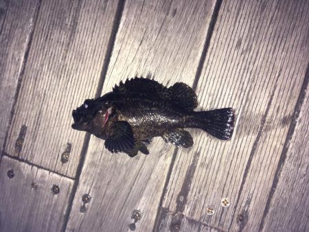 ガシラ釣りが！！