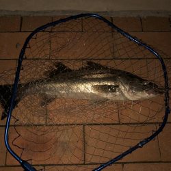 シーバス50cm台後半