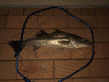 シーバス50cm台後半