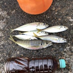 アジ釣り④今朝は一人ぼっち