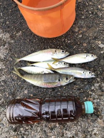 アジ釣り④今朝は一人ぼっち