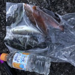 フカセでチビグレ！