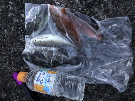 フカセでチビグレ！