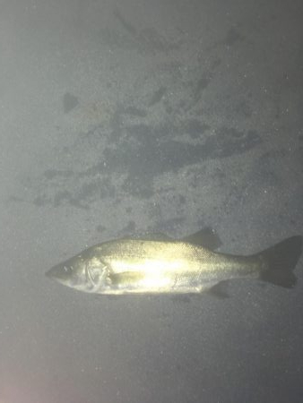 昭和ミリオンの橋でチーバス