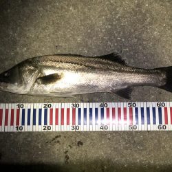 ひさびさシーバス