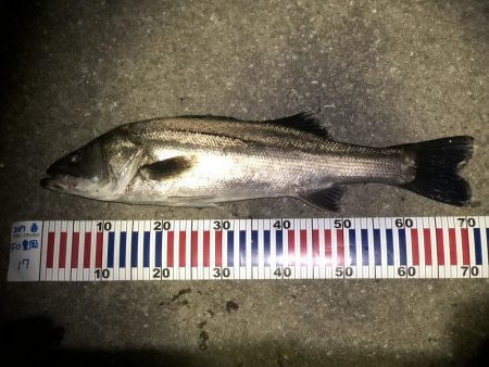 ひさびさシーバス