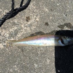 ファミリーちょい投げ