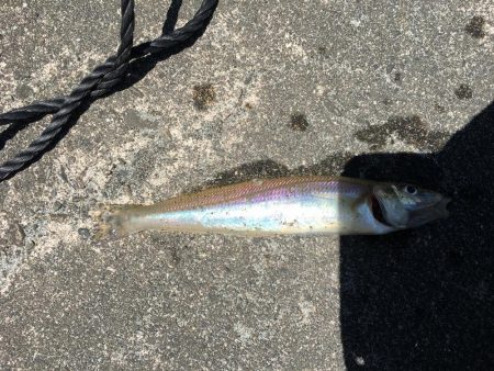 ファミリーちょい投げ