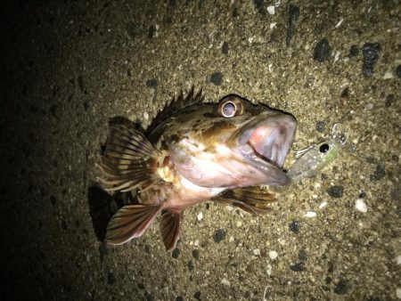 メバル プラッキング