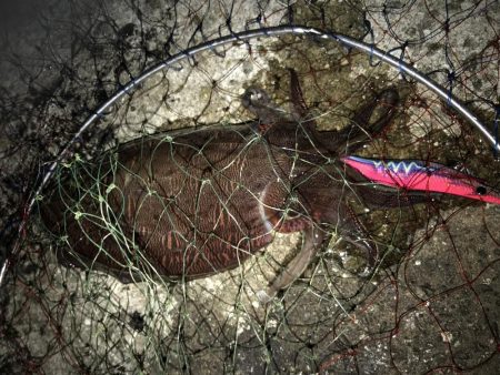 夕まずめエギング10戦8勝