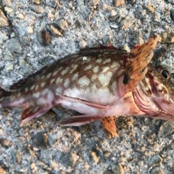 久々の大蔵海岸。