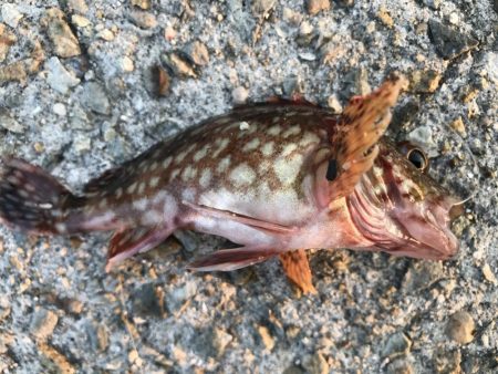 久々の大蔵海岸。