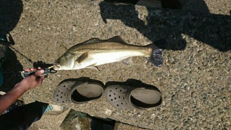 久しぶりの釣果