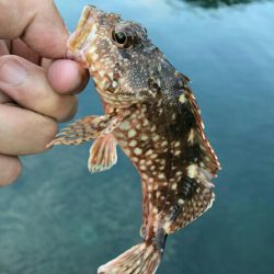 エギング、、のはずが？