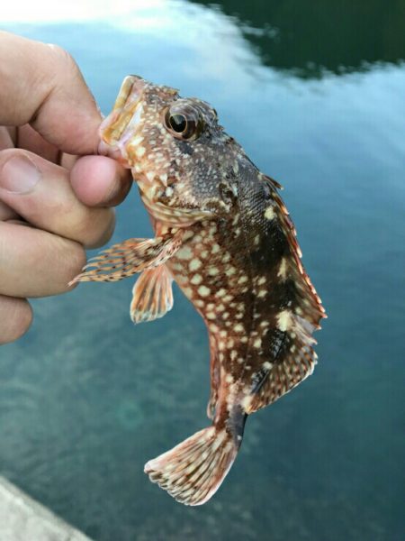 エギング、、のはずが？