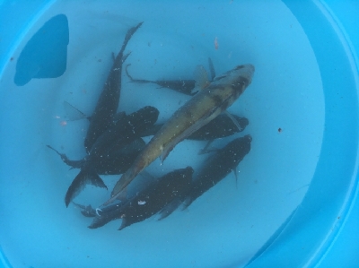 ウミタナゴってなに？？