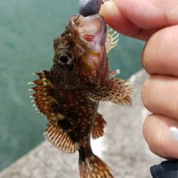 最近小さい魚が好調です。