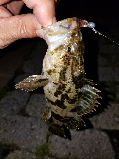 北側水道メバル調査