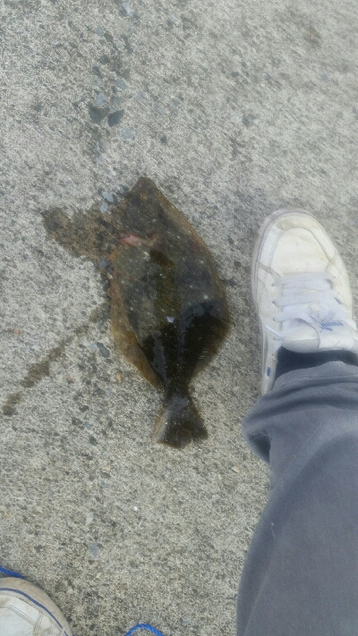 6月にカレイが釣れました