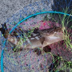 まさかのクエ！