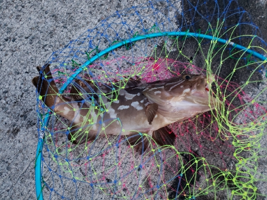 まさかのクエ！