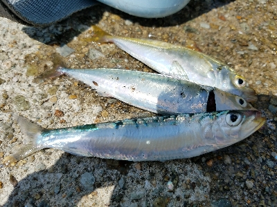 キス釣り　～鰯さん、時合短くね？～