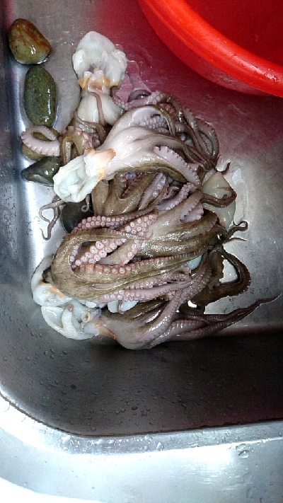 バイブでタコが釣れたので