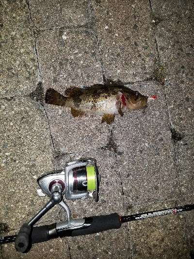 南芦屋浜メバル調査