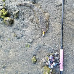 マゴチの楽しい季節です