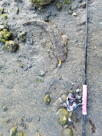 マゴチの楽しい季節です