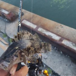 デイメバリング