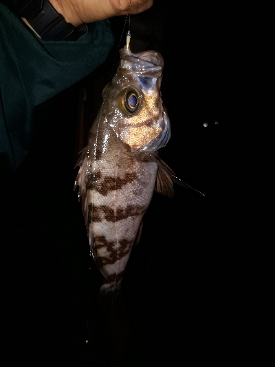 夜釣りでメバル❗