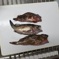 癒されガッシー