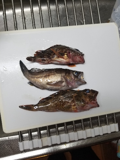 癒されガッシー