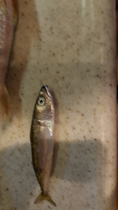 メジナチャレンジ