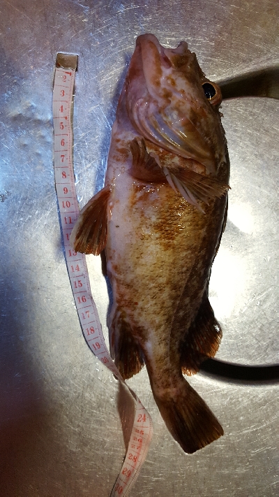 メジナにチャレンジ