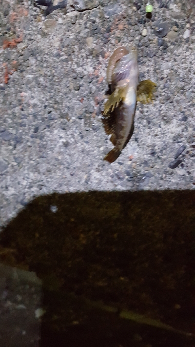 ２日連続夜釣り