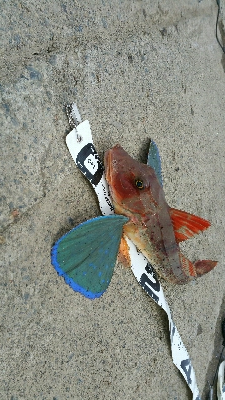 今年２回目の釣行