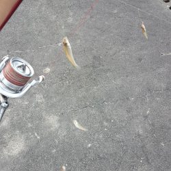 松阪港で1日遊んで来ました