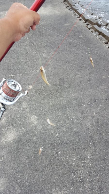 松阪港で1日遊んで来ました