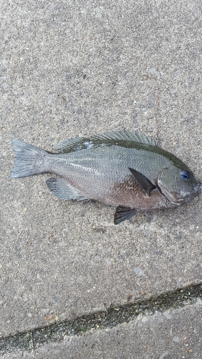 メジナチャレンジ　釣れた