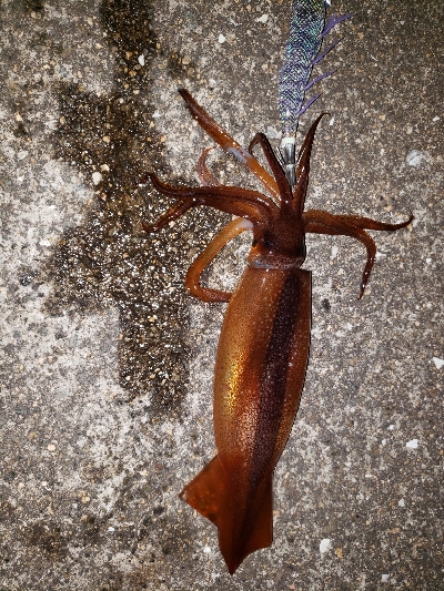 ヤリイカを釣りに…