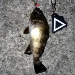 タチウオ狙いで阿賀マリノ